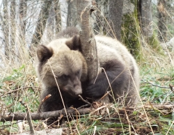 Ursus arctos - Tara - Novembar 2014 - puštanje
