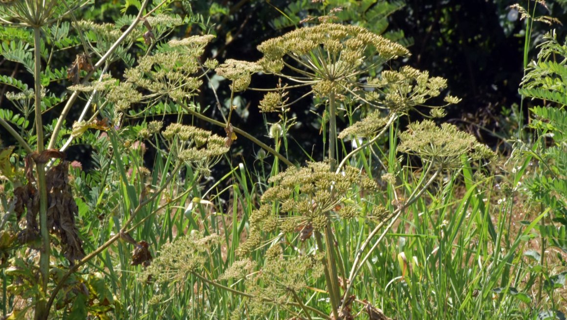 Heracleum sosnowsky Heracleum sosnowsky